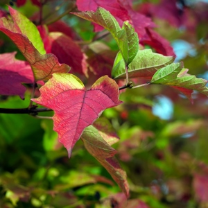 Bout d'une branche présentant des feuilless aux couleurs automnales - Belgique  - collection de photos clin d'oeil, catégorie plantes